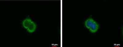 Immunocytochemistry/ Immunofluorescence: CXCL9/MIG Antibody [NBP1-31155]