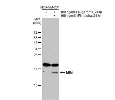 Western Blot: CXCL9/MIG Antibody [NBP1-31155]