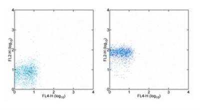 Fluorophore-linked immunosorbent assay: CXCR1/IL-8RA Antibody (8F1-1-4) - BSA Free [NBP1-43339]