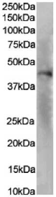 Western Blot: CXCR1/IL-8RA Antibody (SE2)ChimericAzide and BSA Free [NBP3-12003]