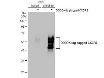 Western Blot: CXCR2/IL-8RB Antibody (547) [NBP2-43810]