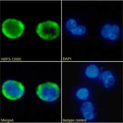 Immunocytochemistry/ Immunofluorescence: CXCR2/IL-8RB Antibody (HC2) - Chimeric - Azide and BSA Free [NBP3-12005]