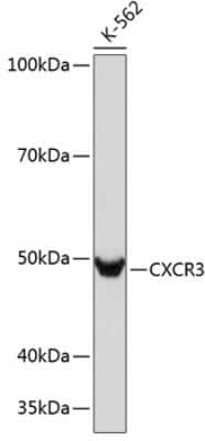 Western Blot: CXCR3 Antibody (3B7Y7) [NBP3-15369]