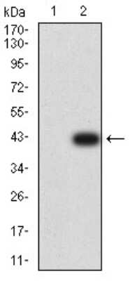 Western Blot: CXCR3 Antibody (5C10E6)BSA Free [NBP2-61681]