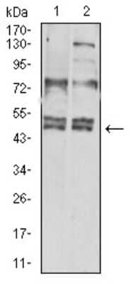 Western Blot: CXCR3 Antibody (5C10E6)BSA Free [NBP2-61681]