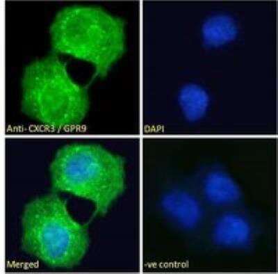 Immunofluorescence: CXCR3 Antibody [NBP2-77442]