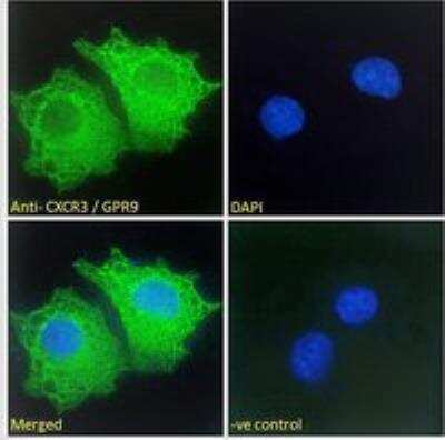 Immunofluorescence: CXCR3 Antibody [NBP2-77442]