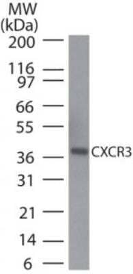 Western Blot: CXCR3 Antibody [NB100-56404]