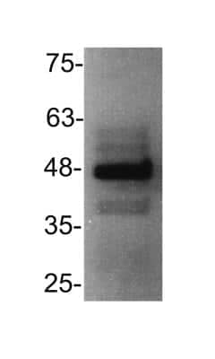 Western Blot: CXCR3 Antibody [NB100-56404]