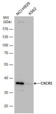 Western Blot: CXCR3 Antibody [NBP2-16044]