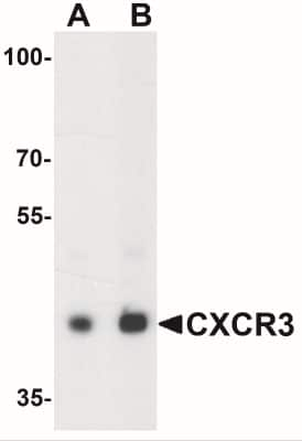 Western Blot: CXCR3 AntibodyBSA Free [NBP2-41250]