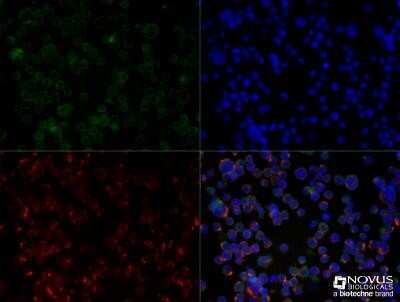 Immunocytochemistry/ Immunofluorescence: CXCR4 Antibody - Azide Free [NBP2-24862]