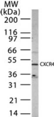 Western Blot: CXCR4 AntibodyAzide Free [NBP2-24862]