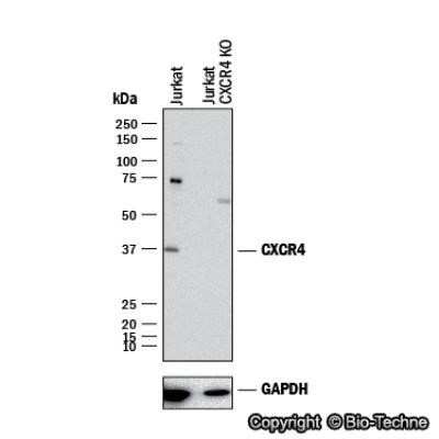 Western Blot: CXCR4 AntibodyAzide Free [NBP2-24862]