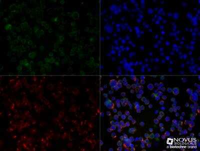 Immunocytochemistry/ Immunofluorescence: CXCR4 Antibody [NB100-56437]