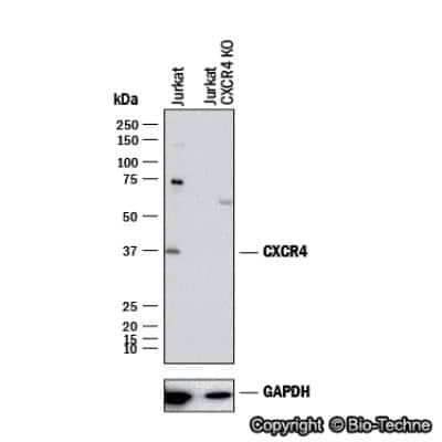 Knockdown Validated: CXCR4 Antibody [NB100-56437]