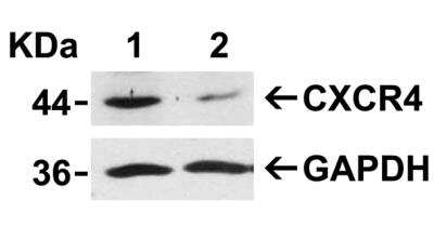 Knockdown Validated: CXCR4 Antibody - BSA Free [NBP1-76480]