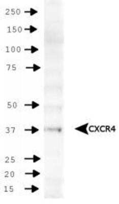Western Blot: CXCR4 Antibody [NB100-74396]