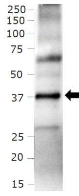 Western Blot: CXCR4 Antibody [NB100-74396]