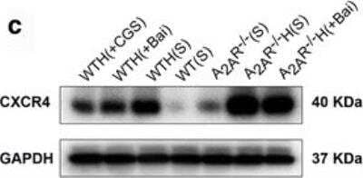 Western Blot: CXCR4 Antibody [NB100-74396]