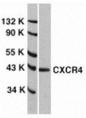 Western Blot: CXCR4 AntibodyBSA Free [NBP1-76480]