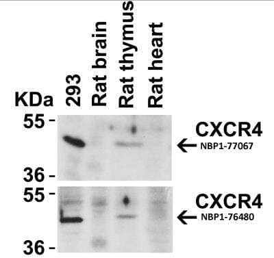 Western Blot: CXCR4 AntibodyBSA Free [NBP1-76480]