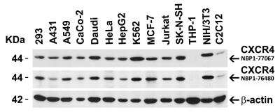 Western Blot: CXCR4 AntibodyBSA Free [NBP1-76480]