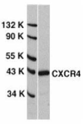 Western Blot: CXCR4 AntibodyBSA Free [NBP1-77067]