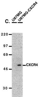 Western Blot: CXCR4 AntibodyBSA Free [NBP1-77067]
