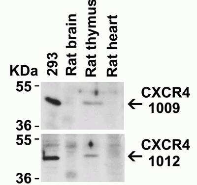 Western Blot: CXCR4 AntibodyBSA Free [NBP1-77067]