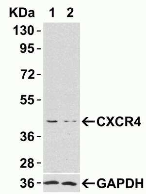 Western Blot: CXCR4 AntibodyBSA Free [NBP1-77067]