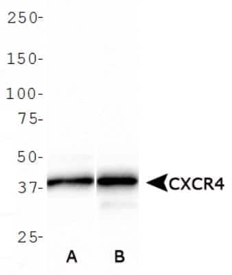 Western Blot: CXCR4 Antibody [NBP1-77560]