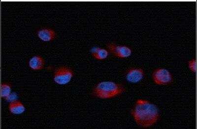 Immunocytochemistry/ Immunofluorescence: CXCR7/RDC-1 Antibody [NBP1-31309]