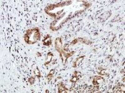 Immunohistochemistry: CXCR7/RDC-1 Antibody [NBP1-31309]