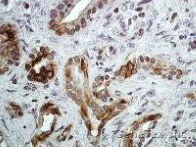 Immunohistochemistry: CXCR7/RDC-1 Antibody [NBP1-31309]