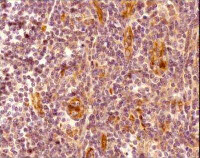 Immunohistochemistry-Paraffin: CXCR7/RDC-1 Antibody - BSA Free [NBP2-24779]