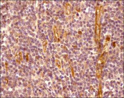 Immunohistochemistry-Paraffin: CXCR7/RDC-1 Antibody - BSA Free [NBP2-24779]