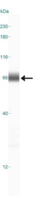 Simple Western: CXCR7/RDC-1 AntibodyBSA Free [NBP2-24779]