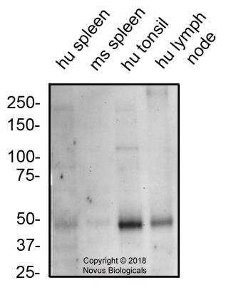 Western Blot: CXCR7/RDC-1 AntibodyBSA Free [NBP2-24779]