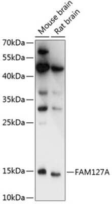 Western Blot: CXX1 AntibodyAzide and BSA Free [NBP2-92186]