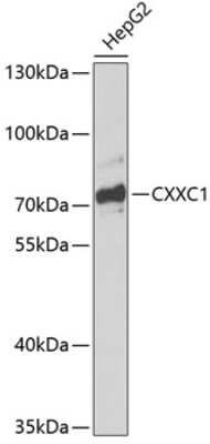 Western Blot: CXXC1 AntibodyBSA Free [NBP2-92718]