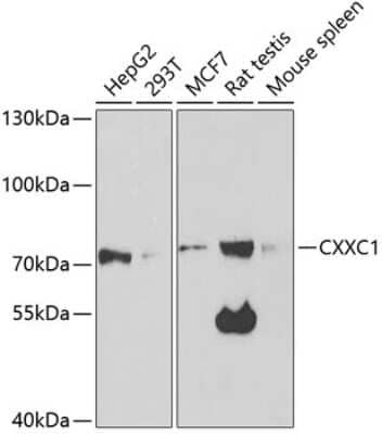 Western Blot: CXXC1 AntibodyBSA Free [NBP2-92895]