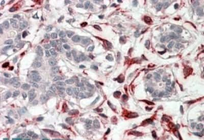 Immunohistochemistry-Paraffin: CXXC4 Antibody [NBP1-46112]