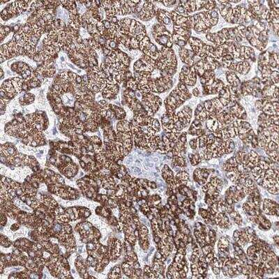Immunohistochemistry-Paraffin: CXXC4 Antibody [NBP1-81613]
