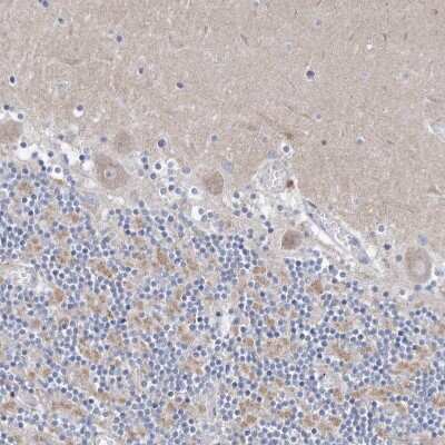 Immunohistochemistry-Paraffin: CXXC4 Antibody [NBP1-81613]