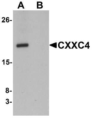 Western Blot: CXXC4 AntibodyBSA Free [NBP1-76491]