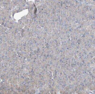 Immunohistochemistry-Paraffin: CXXC5 Antibody [NBP1-81675]