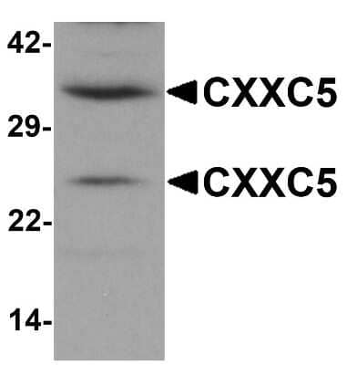 Western Blot: CXXC5 AntibodyBSA Free [NBP1-76513]