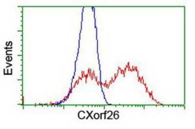 Flow Cytometry: PBDC1 Antibody (OTI4E11) [NBP2-00929]