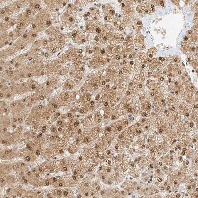 Immunohistochemistry-Paraffin: CXorf58 Antibody [NBP2-48612]